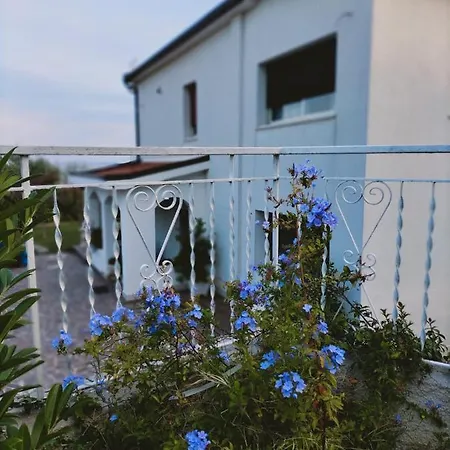 Margherita